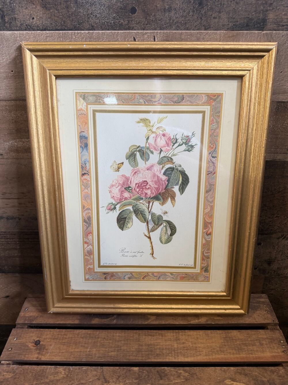 Vintage Pierre Joseph Redoute Rosa Centifolia Botanical Print - Gold Frame-18x14